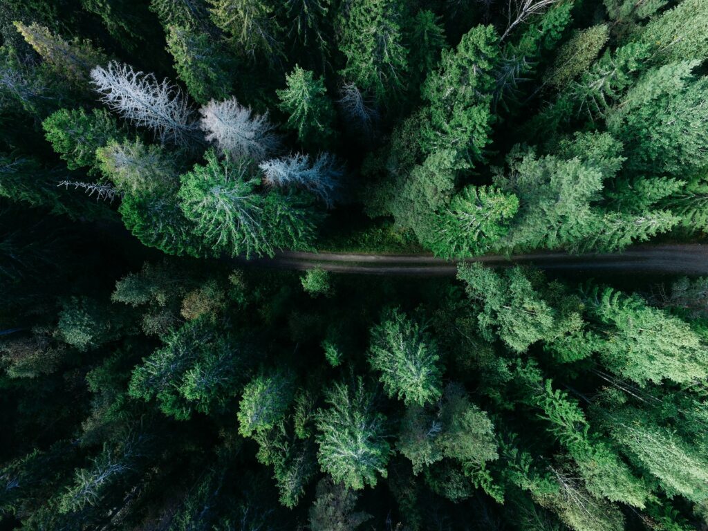 Ein Wald mit Nadelbäumen von oben fotografiert.