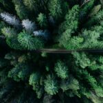 Ein Wald mit Nadelbäumen von oben fotografiert.