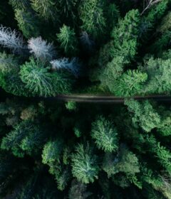 Ein Wald mit Nadelbäumen von oben fotografiert.