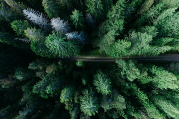 Ein Wald mit Nadelbäumen von oben fotografiert.